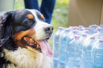 XII Ćwierćmaraton Bielika 2023